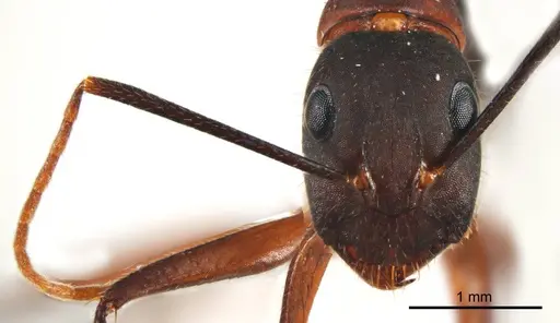 Camponotus fieldeae specimen ANTWEB1008620 image antweb1008620_2