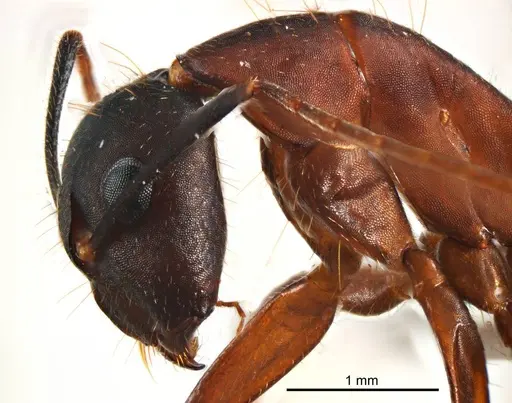 Camponotus fieldeae specimen ANTWEB1008620 image antweb1008620_3