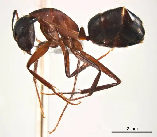 Camponotus fieldeae specimen ANTWEB1008620 image antweb1008620_4