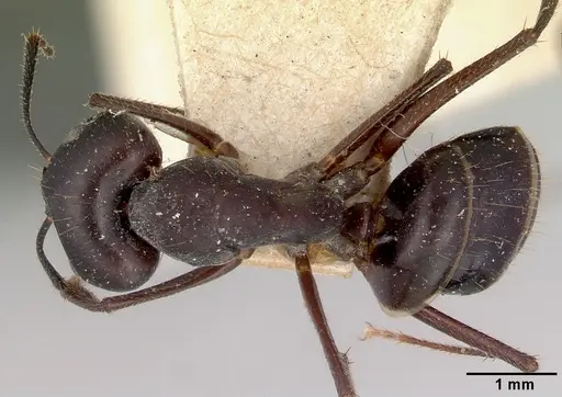 Camponotus fieldeae specimen CASENT0172159 image casent0172159_1
