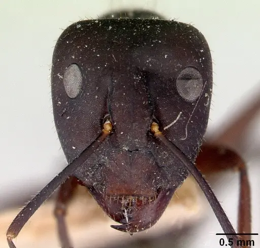 Camponotus fieldeae specimen CASENT0172159 image casent0172159_2