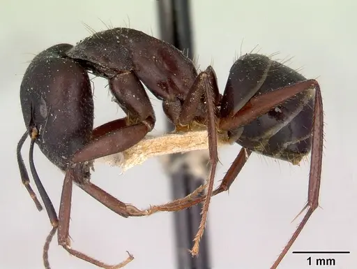 Camponotus fieldeae specimen CASENT0172159 image casent0172159_3