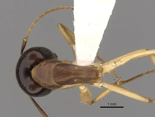 Camponotus fieldeae specimen CASENT0280221 image casent0280221_1