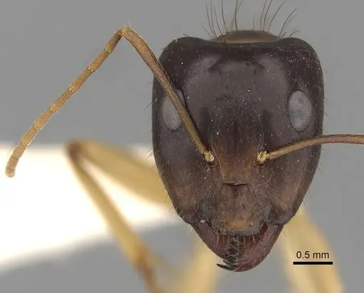 Camponotus fieldeae specimen CASENT0280221 image casent0280221_3