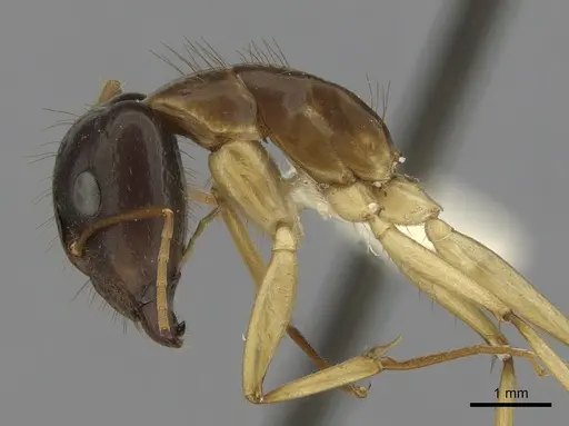 Camponotus fieldeae specimen CASENT0280221 image casent0280221_4