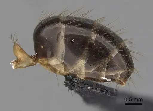 Camponotus fieldeae specimen CASENT0280221 image casent0280221_5