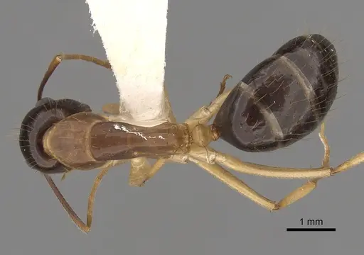 Camponotus fieldeae specimen CASENT0280222 image casent0280222_1