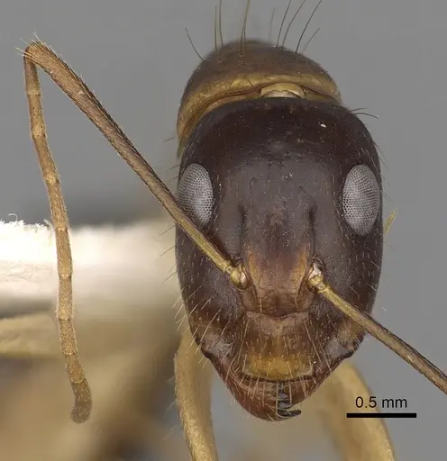 Camponotus fieldeae specimen CASENT0280222 image casent0280222_2