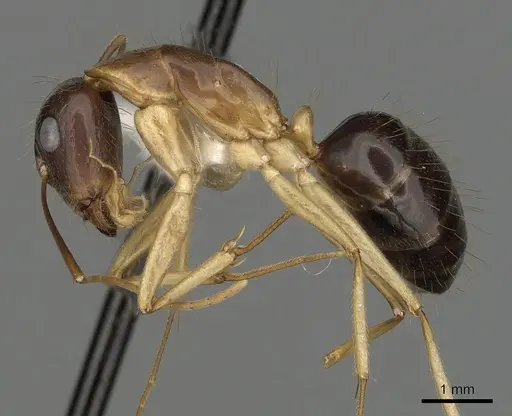 Camponotus fieldeae specimen CASENT0280222 image casent0280222_3