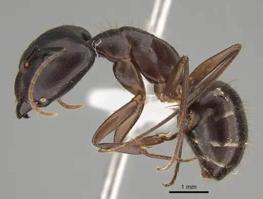Camponotus fieldeae specimen CASENT0887738 image casent0887738_1