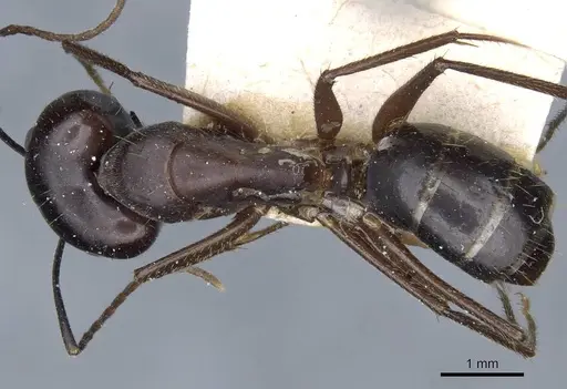 Camponotus fieldeae specimen CASENT0905315 image casent0905315_1
