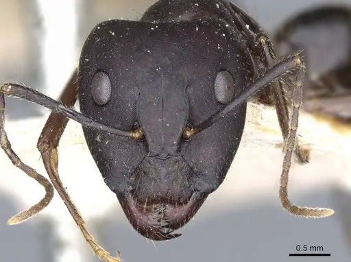 Camponotus fieldeae specimen CASENT0905315 image casent0905315_2