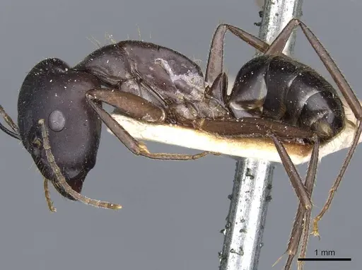 Camponotus fieldeae specimen CASENT0905315 image casent0905315_3