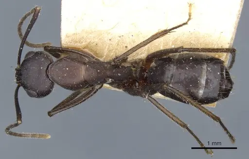 Camponotus fieldeae specimen CASENT0905316 image casent0905316_1