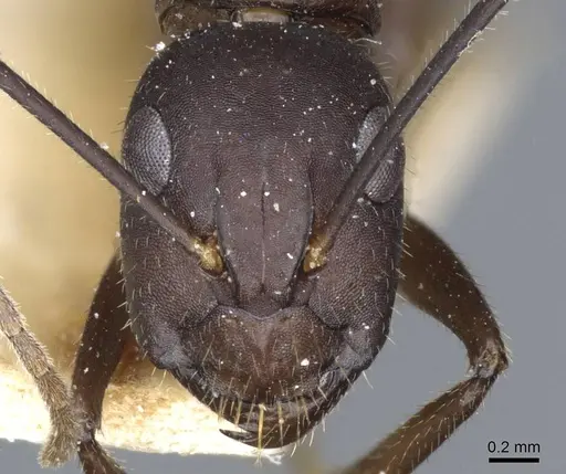 Camponotus fieldeae specimen CASENT0905316 image casent0905316_2