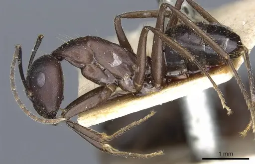 Camponotus fieldeae specimen CASENT0905316 image casent0905316_3