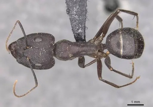 Camponotus fieldeae specimen CASENT0910096 image casent0910096_1
