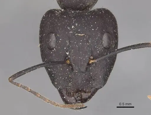 Camponotus fieldeae specimen CASENT0910096 image casent0910096_2