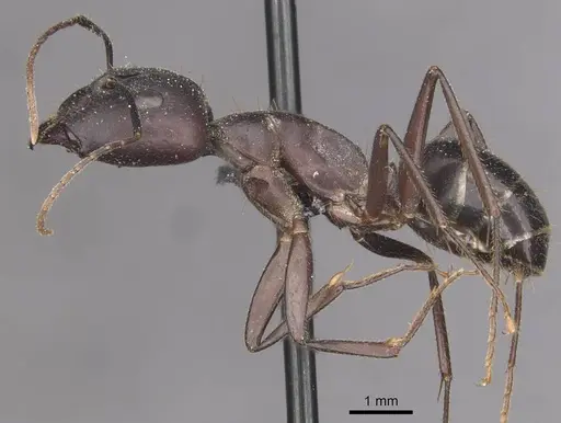 Camponotus fieldeae specimen CASENT0910096 image casent0910096_3