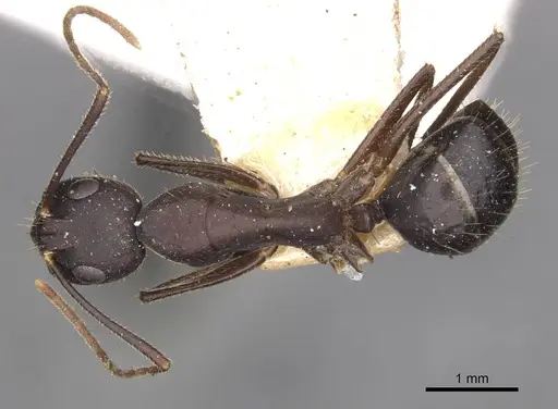 Camponotus fieldeae specimen CASENT0910097 image casent0910097_1
