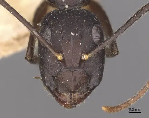 Camponotus fieldeae specimen CASENT0910097 image casent0910097_2