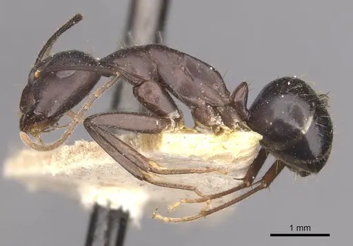 Camponotus fieldeae specimen CASENT0910097 image casent0910097_3