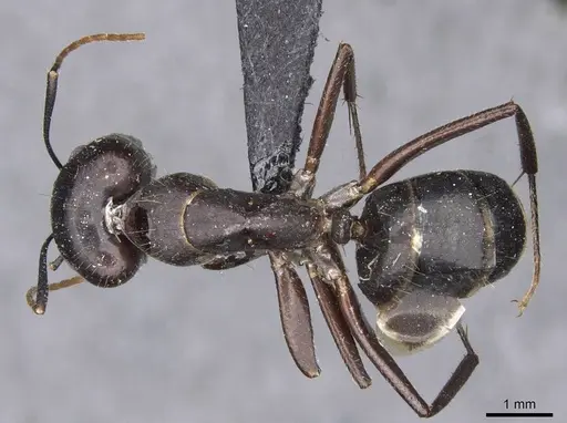 Camponotus fieldeae specimen CASENT0910393 image casent0910393_1