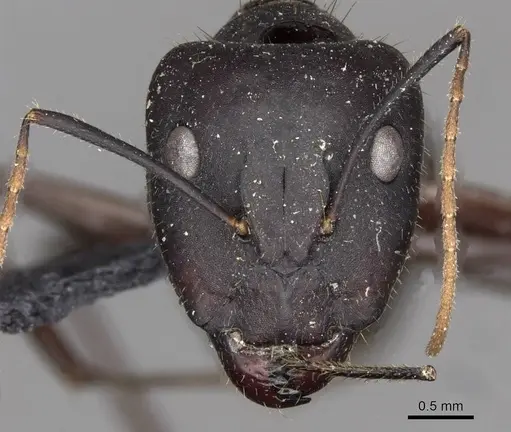 Camponotus fieldeae specimen CASENT0910393 image casent0910393_2