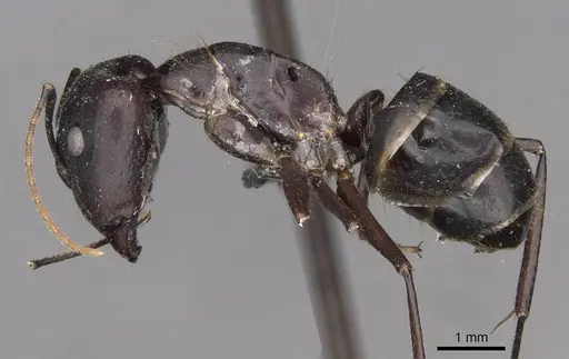 Camponotus fieldeae specimen CASENT0910393 image casent0910393_3