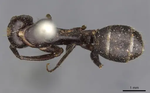 Camponotus fieldeae specimen CASENT0910394 image casent0910394_1