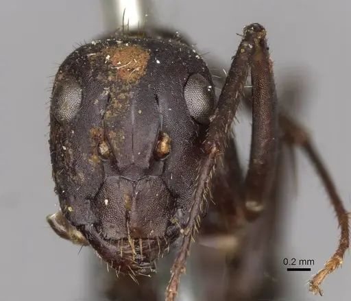 Camponotus fieldeae specimen CASENT0910394 image casent0910394_2