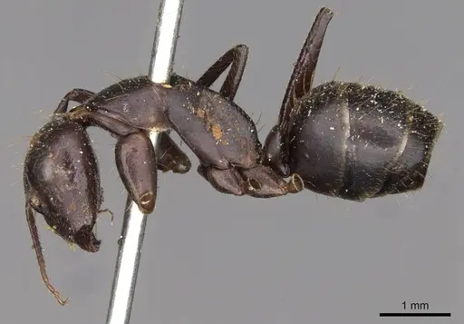 Camponotus fieldeae specimen CASENT0910394 image casent0910394_3