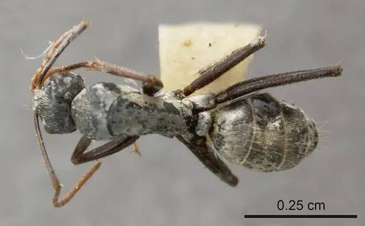 Camponotus fieldellus specimen ANTWEB1008145 image antweb1008145_1