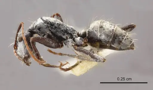 Camponotus fieldellus specimen ANTWEB1008145 image antweb1008145_2