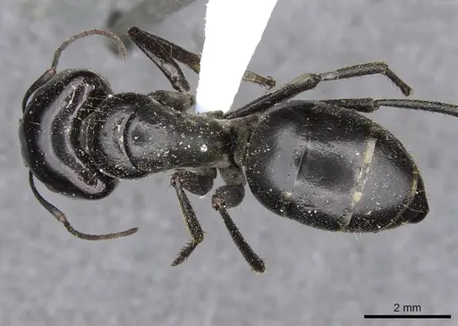 Camponotus fieldellus specimen CASENT0910379 image casent0910379_1