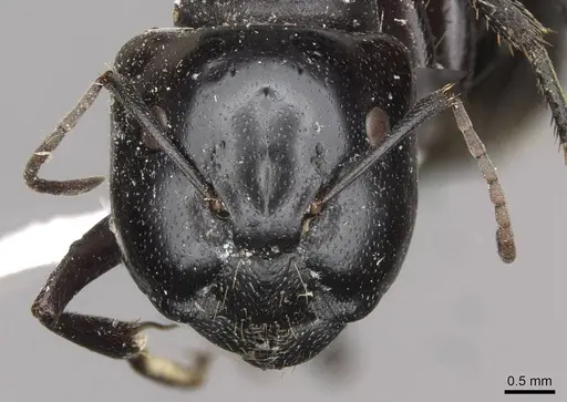 Camponotus fieldellus specimen CASENT0910379 image casent0910379_2