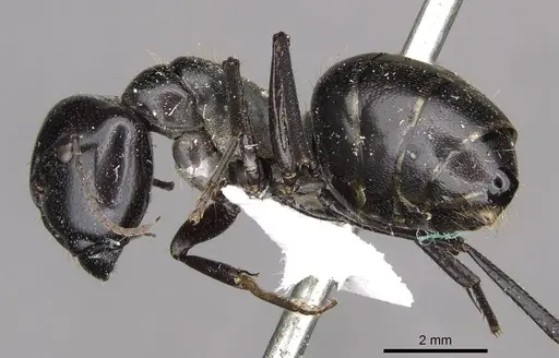 Camponotus fieldellus specimen CASENT0910379 image casent0910379_3
