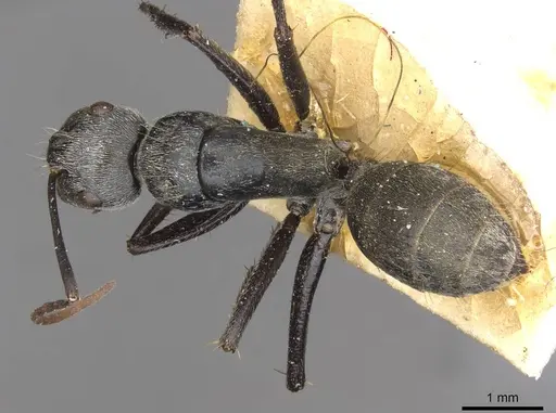 Camponotus fieldellus specimen CASENT0910380 image casent0910380_1