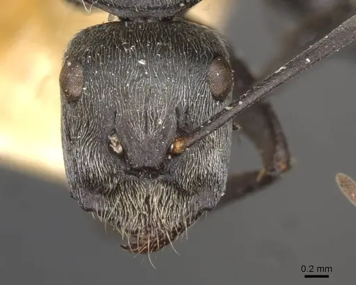 Camponotus fieldellus specimen CASENT0910380 image casent0910380_2
