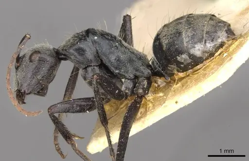 Camponotus fieldellus specimen CASENT0910380 image casent0910380_3