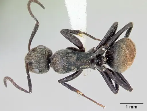 Camponotus flavicomans specimen CASENT0173093 image casent0173093_1