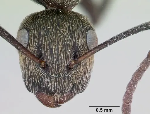 Camponotus flavicomans specimen CASENT0173093 image casent0173093_2