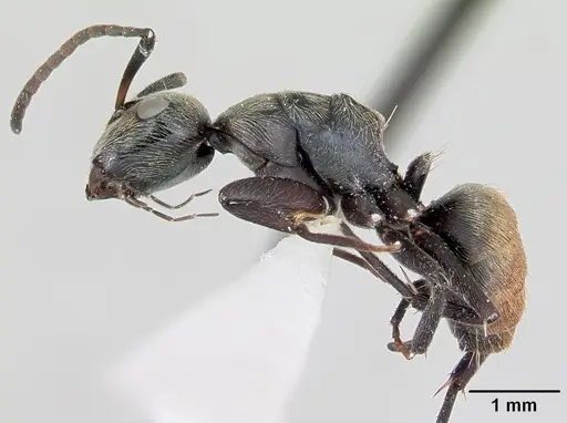 Camponotus flavicomans specimen CASENT0173093 image casent0173093_3
