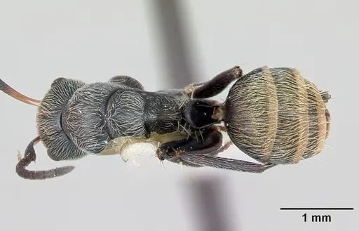Camponotus flavicomans specimen CASENT0173094 image casent0173094_1