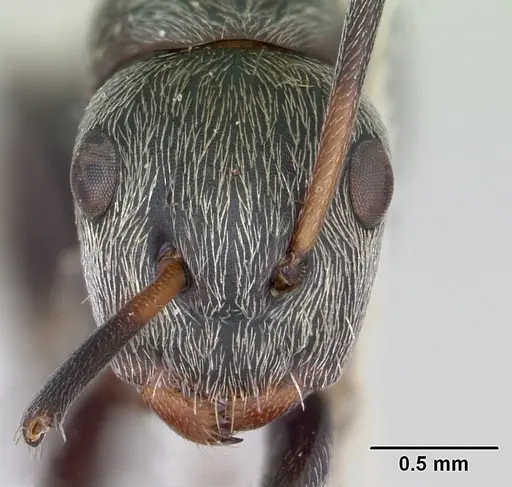 Camponotus flavicomans specimen CASENT0173094 image casent0173094_2