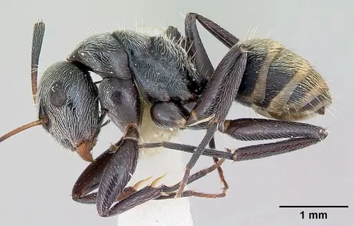 Camponotus flavicomans specimen CASENT0173094 image casent0173094_3