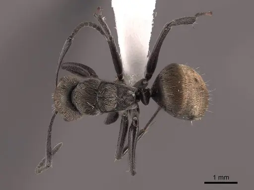 Camponotus flavicomans specimen FMNHINS0000051007 image fmnhins0000051007_1