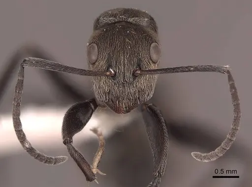 Camponotus flavicomans specimen FMNHINS0000051007 image fmnhins0000051007_2