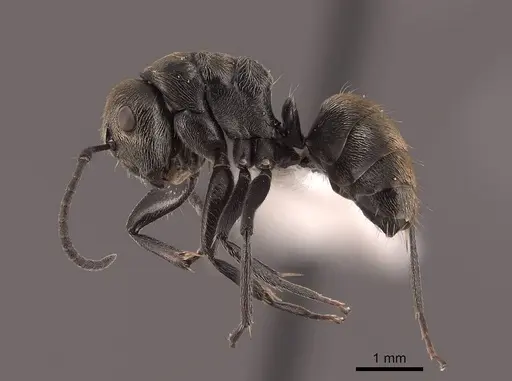 Camponotus flavicomans specimen FMNHINS0000051007 image fmnhins0000051007_3