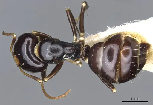 Camponotus flavocassis specimen CASENT0903562 image casent0903562_1
